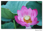 img5d1_6752