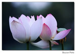 img5d1_6762