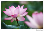 img5d1_6786