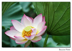 img5d1_6804