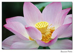 img5d1_6806