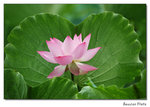 img5d1_6809