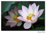 img5d1_6814