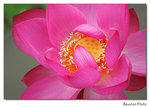 img5d1_6825