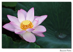 img5d1_6835
