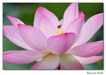 img5d1_6845