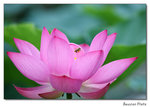 img5d1_6904