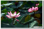 CRW_3975