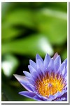 CRW_7230