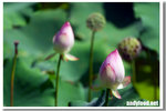 CRW_4243