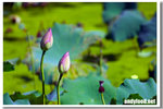 CRW_4253
