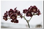 CRW_0950