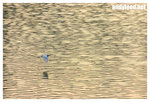 CRW_6660