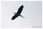 CRW_8156