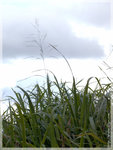20050516_007