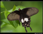 P9121335