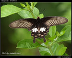 P9121340