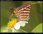 P9121392