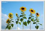 sun flower - 003