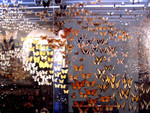 Natural History Museum