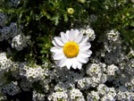 chrysanthemum1