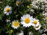 chrysanthemum2