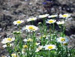 chrysanthemum3