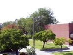 lots of trees