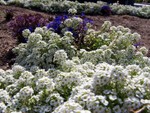 nice flowers