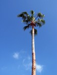 palm just another