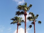palm treetop