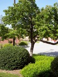photosynthesis