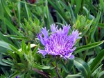 flower1
