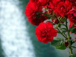 flower2