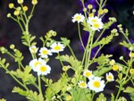 flower3