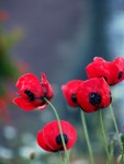 flower4