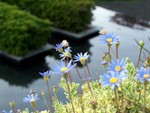 flower5