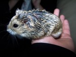 hamster1