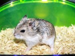 hamster2