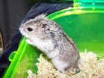 hamster3