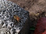 Bee on concrete