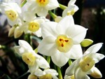 Narcissus1