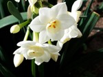 Narcissus2