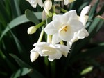 Narcissus3
