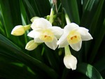 Narcissus4