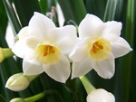 Narcissus5