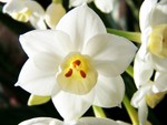 Narcissus6