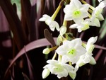 Narcissus special