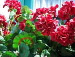flower flower flower