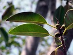 leaves1